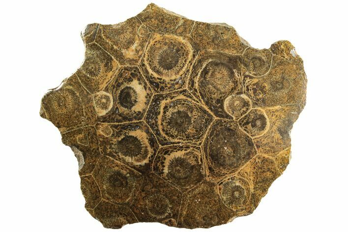 Polished Fossil Coral (Actinocyathus) Head - Morocco #202516
